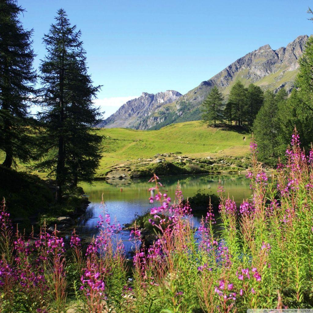 1024x1024 wildflowers wallpaper.. Free Field Wildflowers iPad Designs iPadwallsdepot HD. Beautiful landscape picture, Beautiful landscape wallpaper, Landscape picture