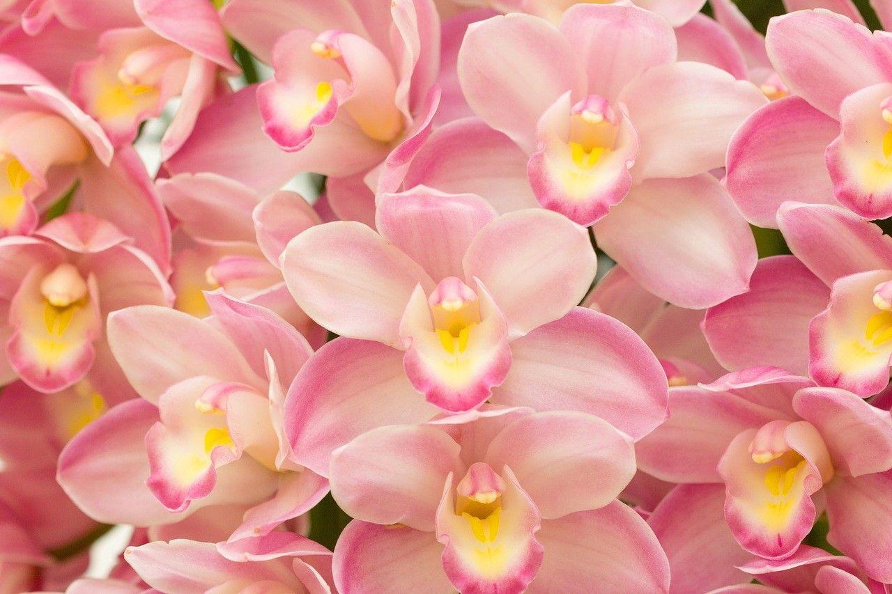 1280x853 Orchids Wallpaper