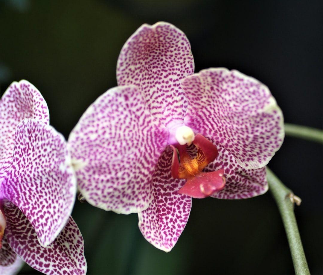 Pink Orchid Wallpapers - Top Free Pink Orchid Backgrounds - WallpaperAccess