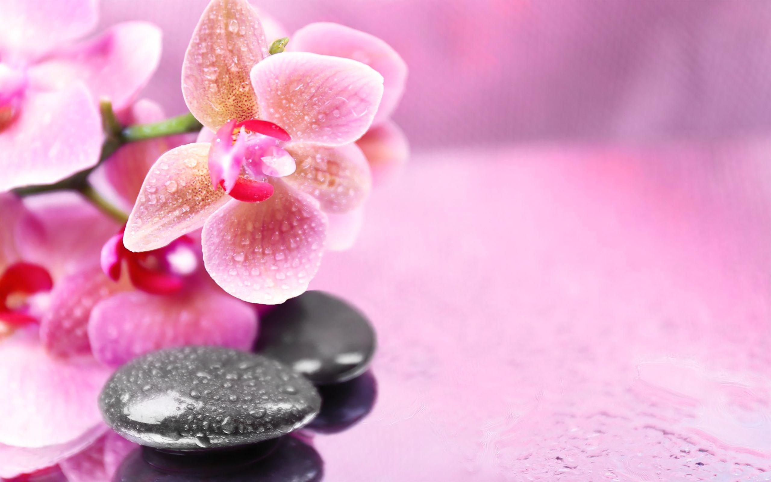 2560x1600 Pink Orchids Background Quality Image And Transparent PNG Free Clipart