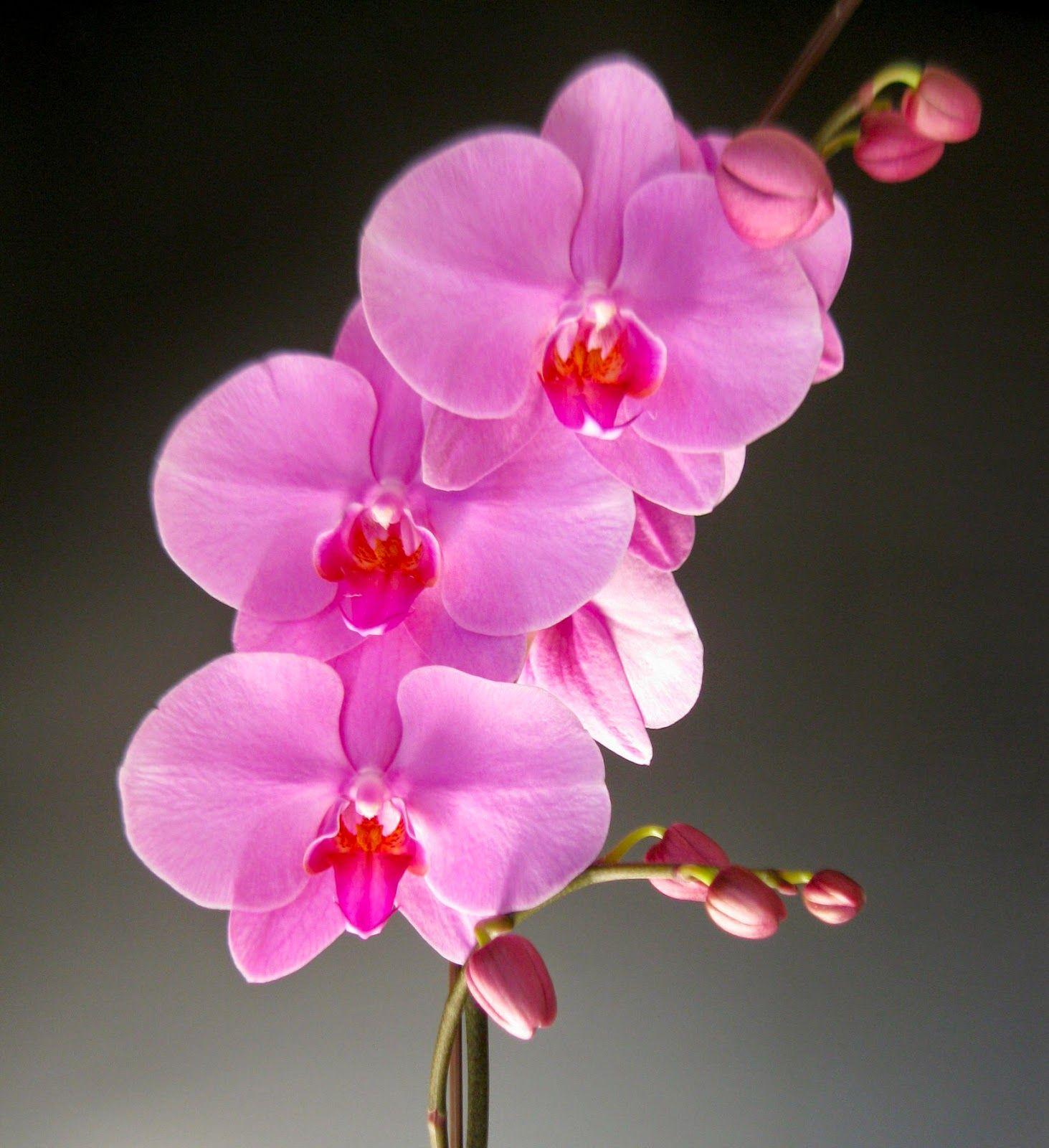 Pink Orchid Wallpapers - Top Free Pink Orchid Backgrounds - WallpaperAccess