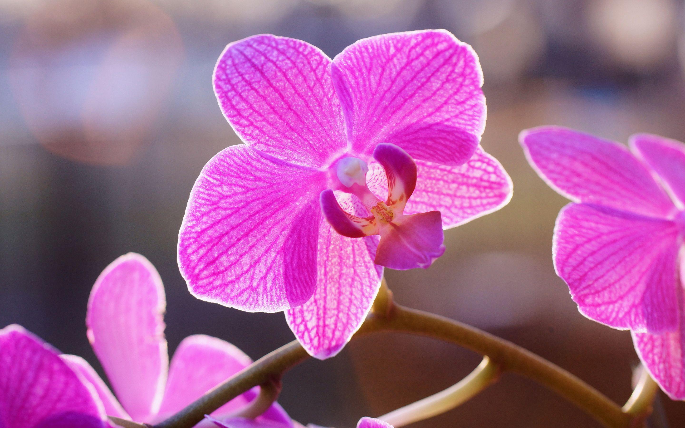 Pink Orchid Wallpapers - Top Free Pink Orchid Backgrounds - WallpaperAccess