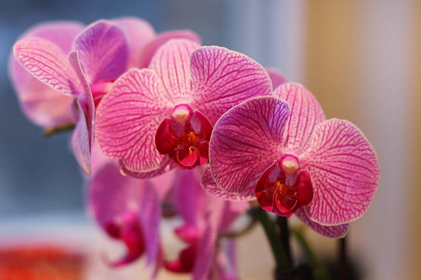 1350x900 Amazing Deep Pink Orchid Wallpaper High Resolution : High Resolution Flowers Orchid Pink Wallpape. Pink orchid wallpaper, Orchid wallpaper, Most beautiful flowers