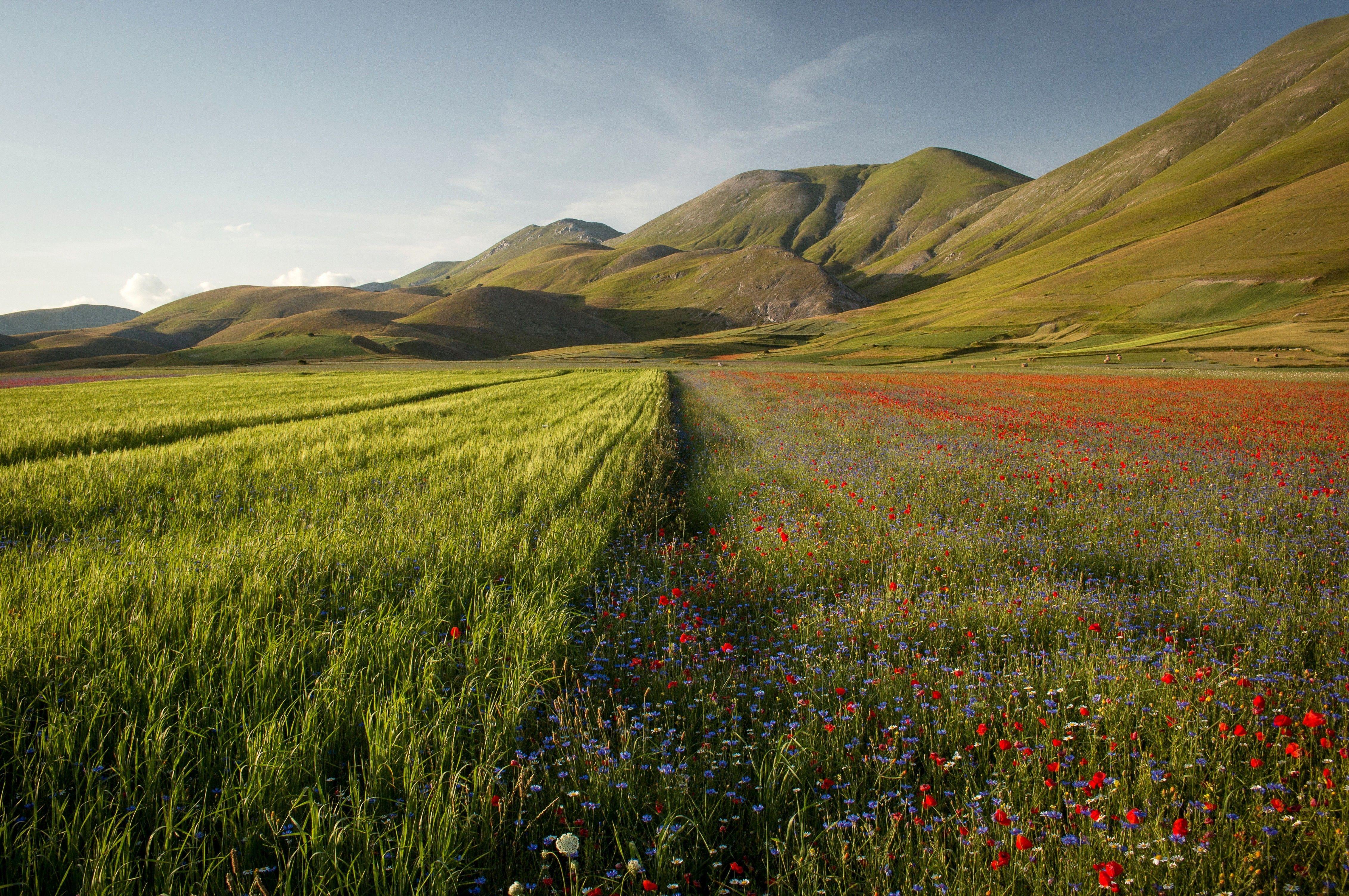 4526x3008 Download 4526x3008 Field, Flower Garden, Mountain, Grass Wallpaper