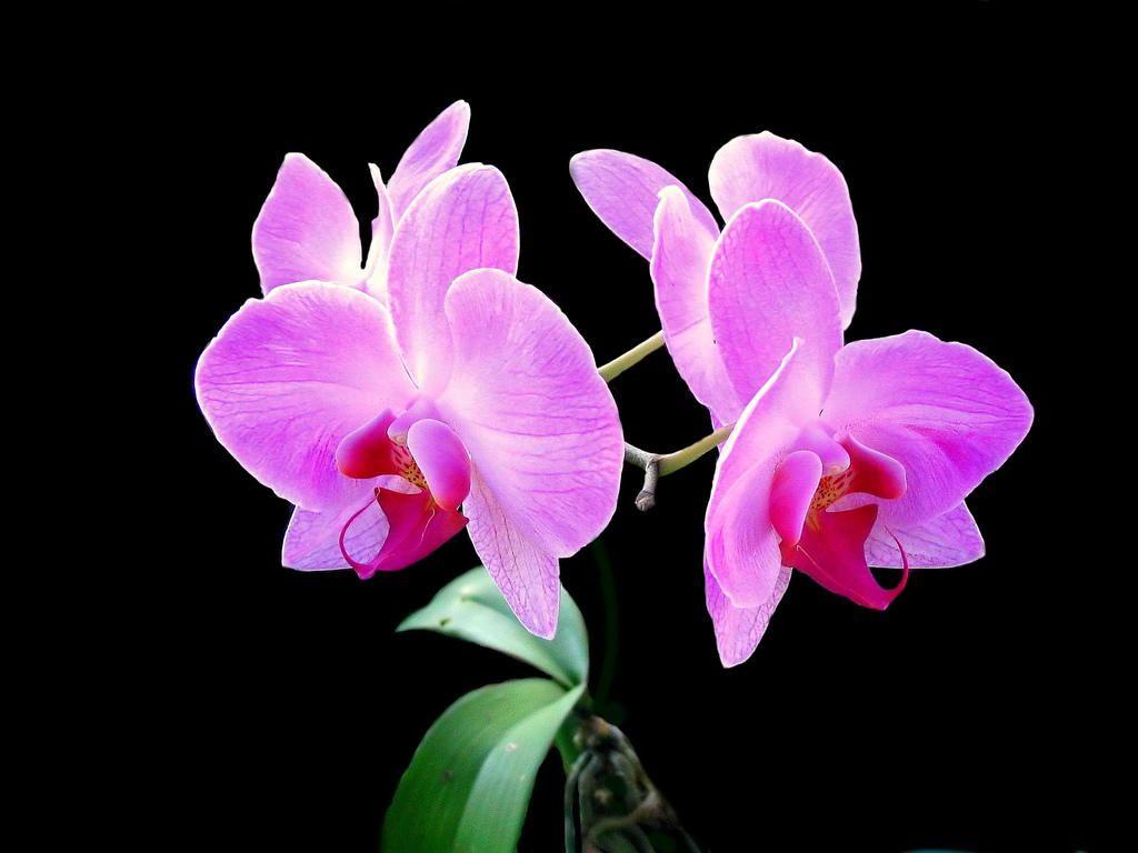 1024x768 Pink Orchid Flower Wallpaper