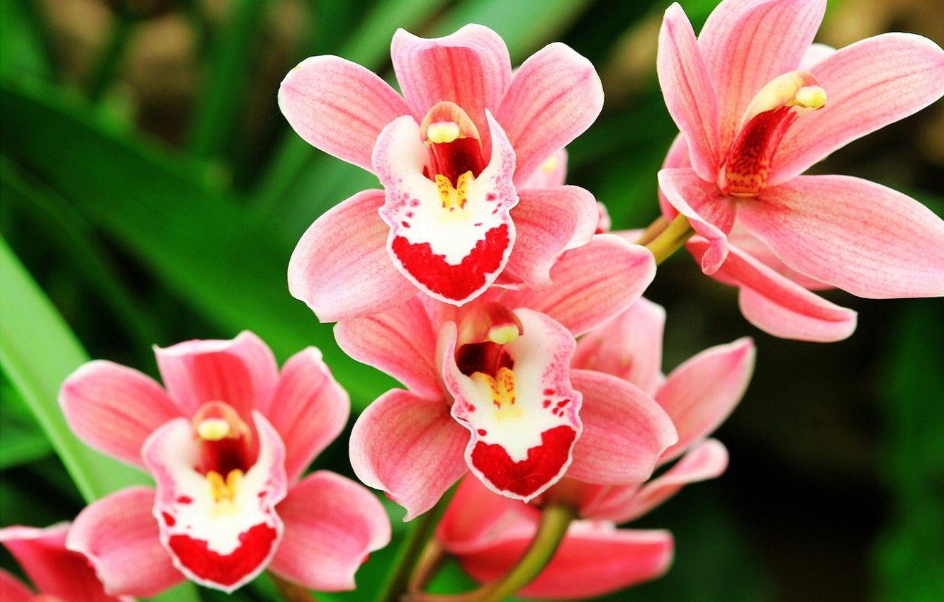 1332x850 Wallpaper flowers, background, orchids, pink Orchid image for desktop, section цветы