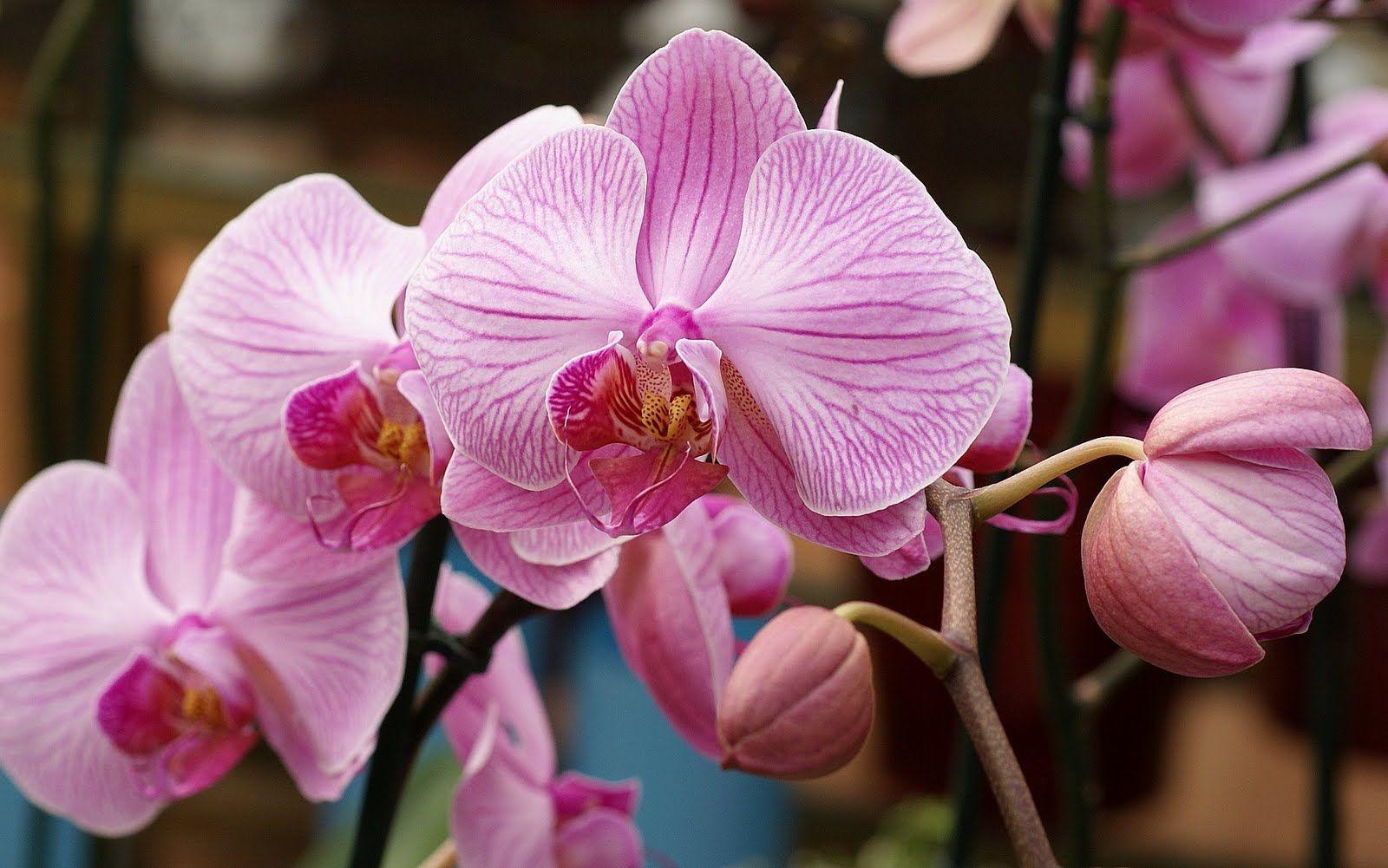 Pink Orchid Wallpapers - Top Free Pink Orchid Backgrounds - WallpaperAccess