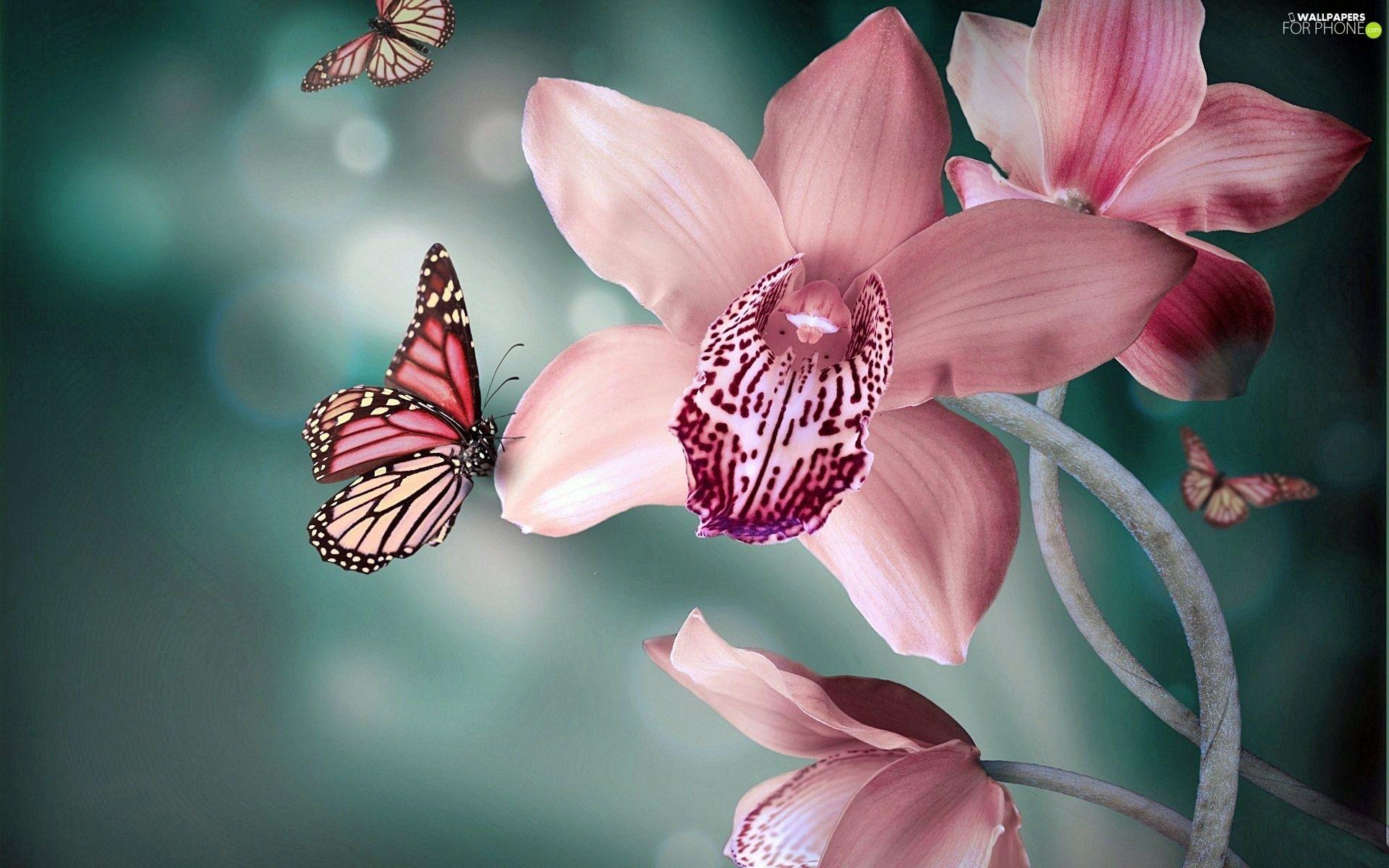1920x1200 butterflies, Pink, orchid phone wallpaper: 1920x1200