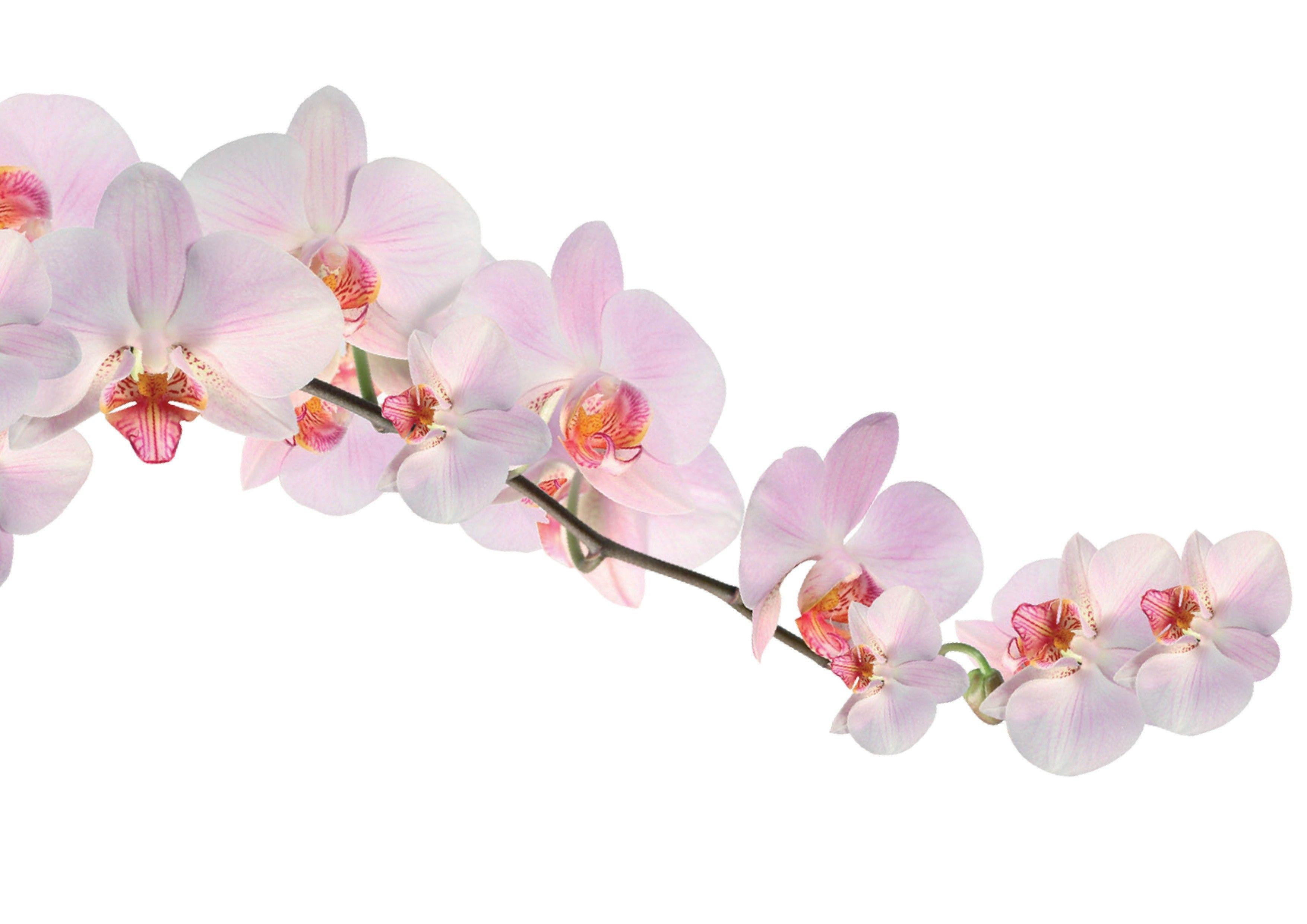 3508x2480 orchids pinks Pinterest. Orchid wallpaper, Orchids, White orchids