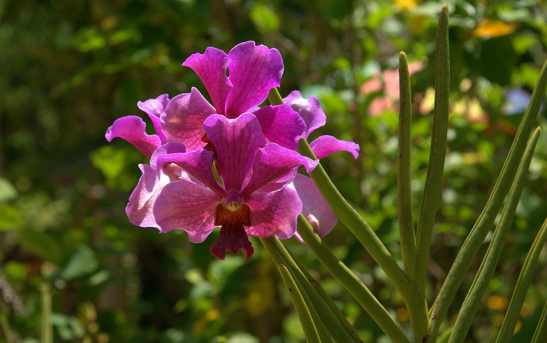1920x1203 Free download deep pink orchid wallpaper [1920x1203] for your Desktop, Mobile & Tablet. Explore Pink Orchid Wallpaper. Purple Orchid Wallpaper, Blue Orchid Wallpaper, Beautiful Orchids Wallpaper