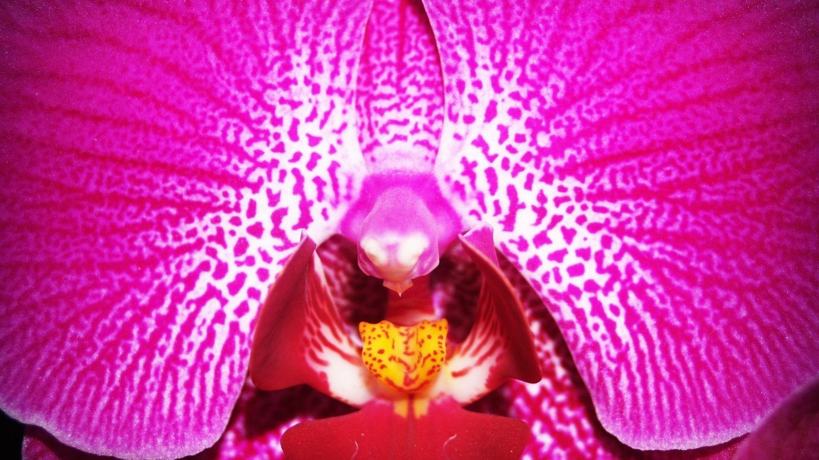 1600x900 Pink Orchid Close up Image Wallpaper
