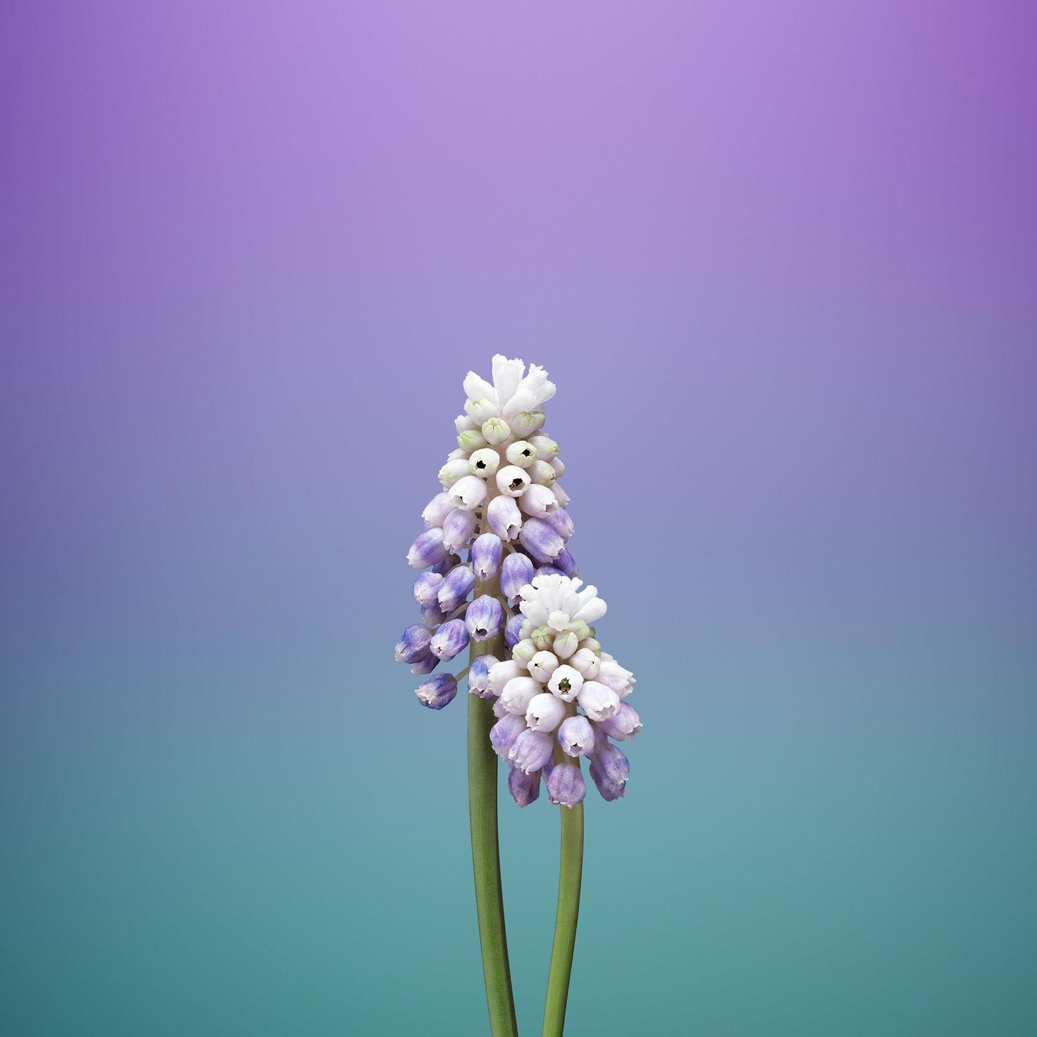 1456x1456 Get iOS 11's New Wallpaper on Any Phone « iOS & iPhone