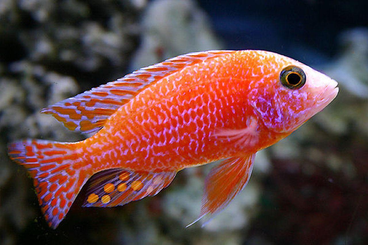 1280x853 The most beautiful fish I like and searched