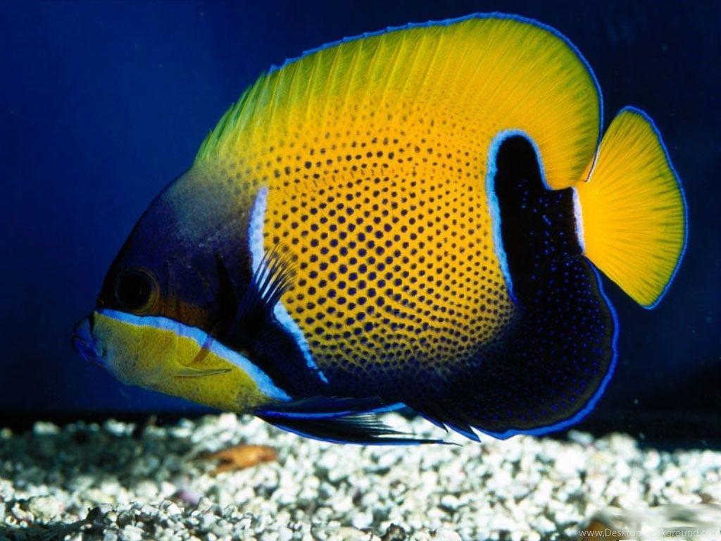 1024x768 Hd Clown Fish Wallpaper New Post Has Been Published Fish In Ocean Wallpaper & Background Download