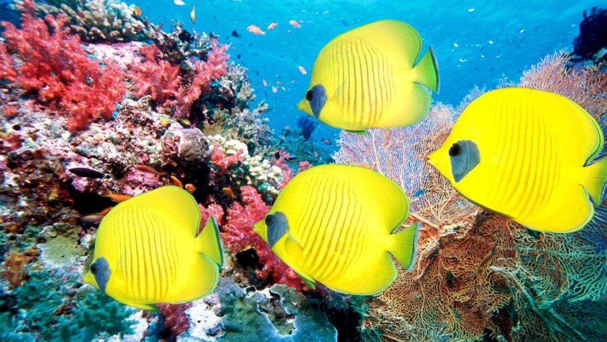 1200x678 Beautiful, Fish, Wallpaper, HD, Desktop Wallpaper, HD Free Photo, Awesome Houses, Garden, House Image, Country Houses, , Windows Desktop Image, 1360x768