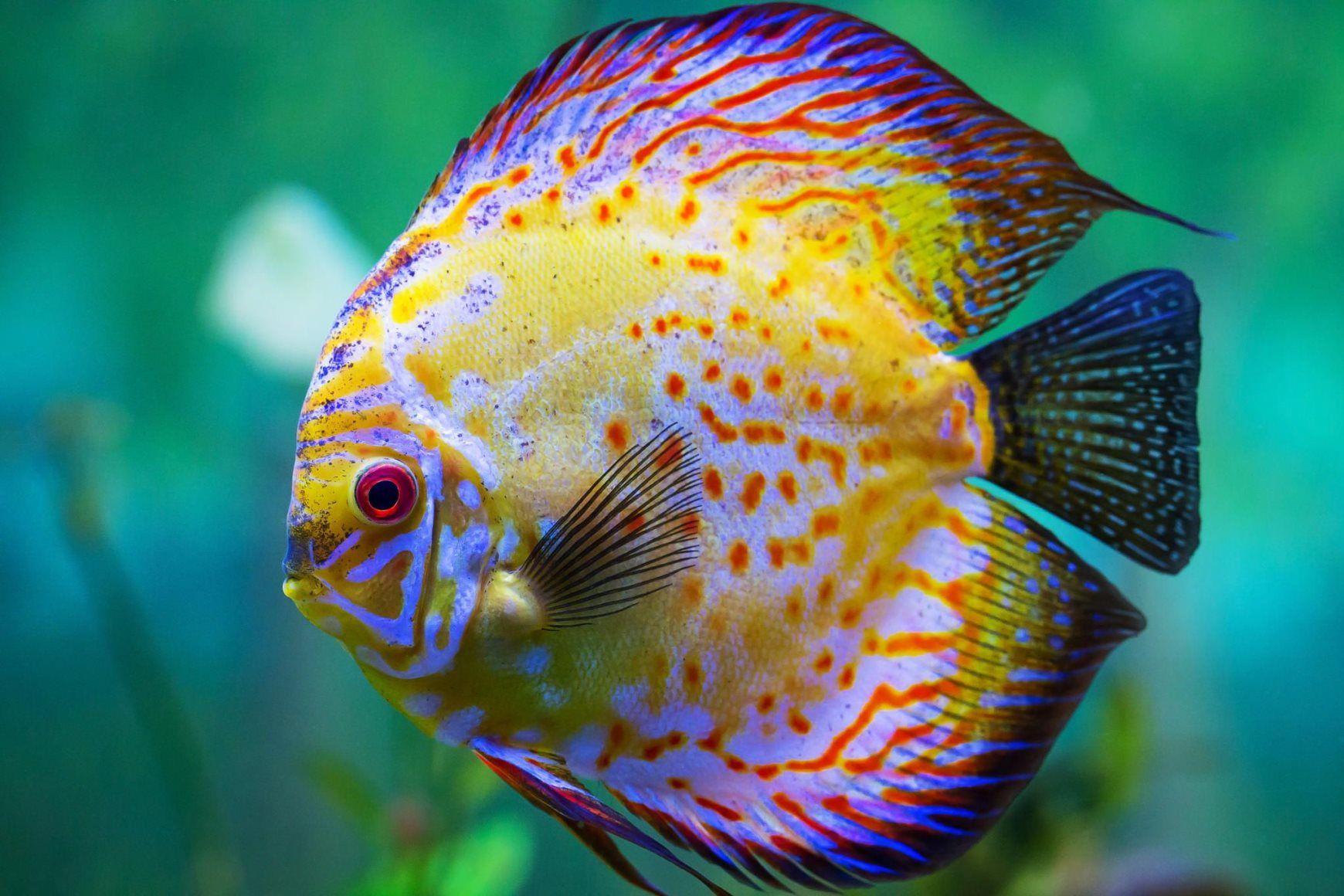 1740x1160 Beautiful【Fish】Facts & Photo Colorful Wallpaper