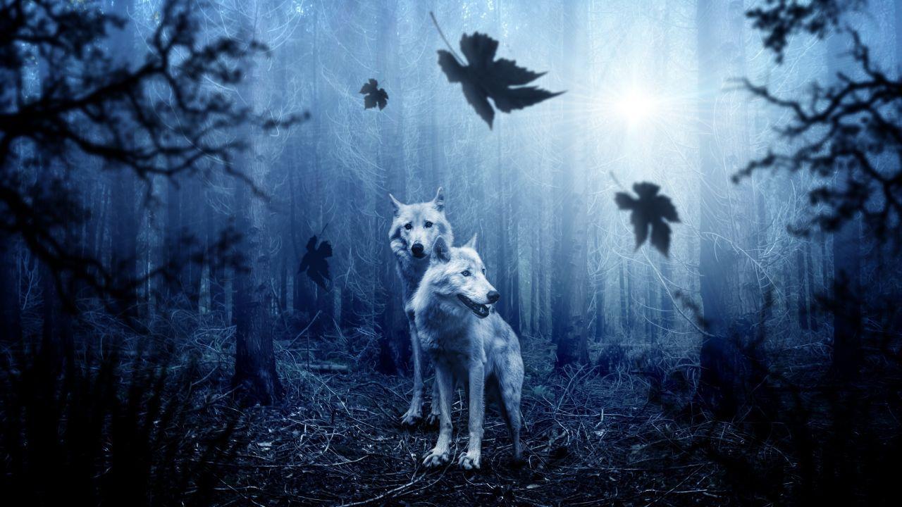 1280x720 Download Forest At Night Wallpaper, HD Background Download