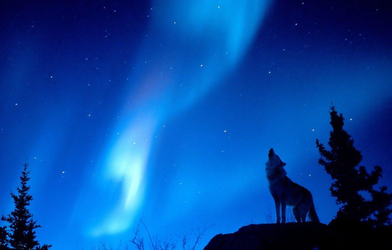 Wolf Night Forest Wallpapers - Top Free Wolf Night Forest Backgrounds ...