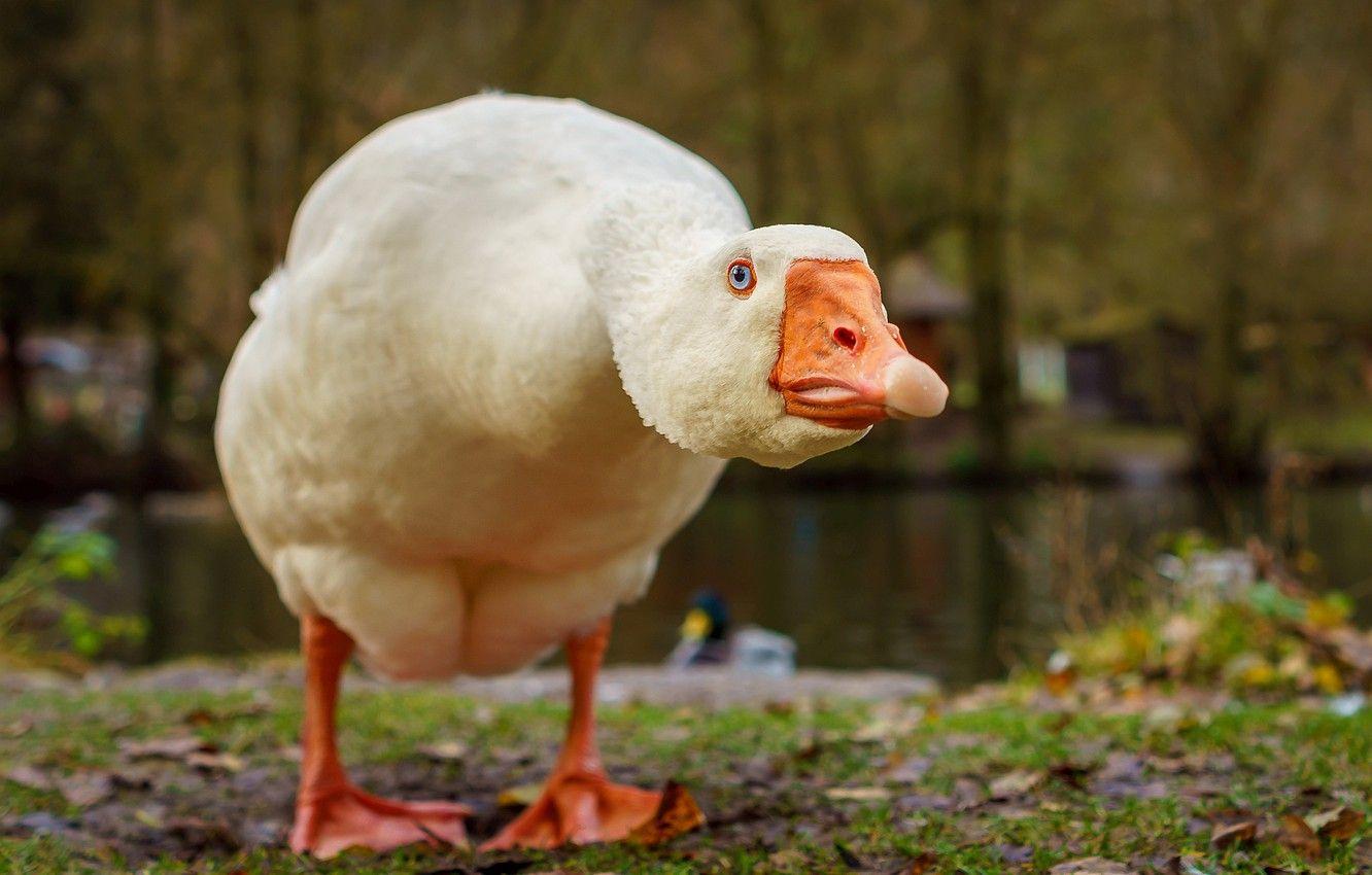 1332x850 Wallpaper background, bird, goose image for desktop, section животные