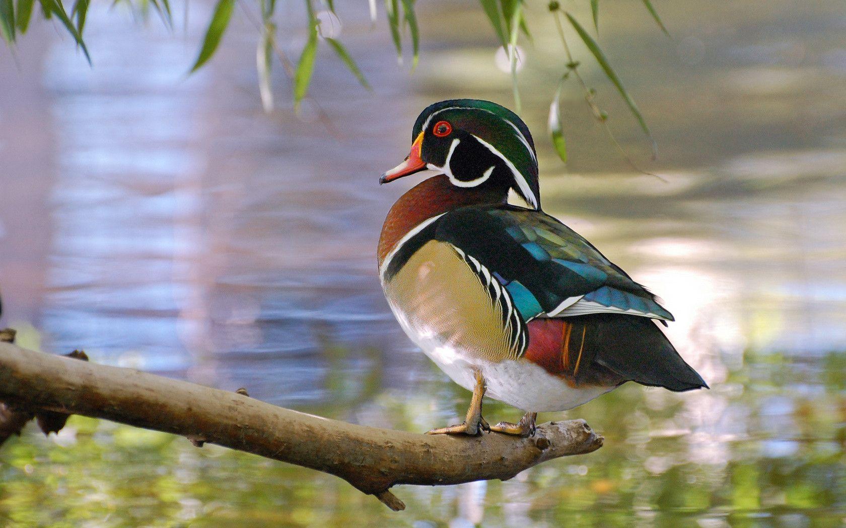 1680x1050 Waterfowl Wallpaper Duck Background Wallpaper & Background Download