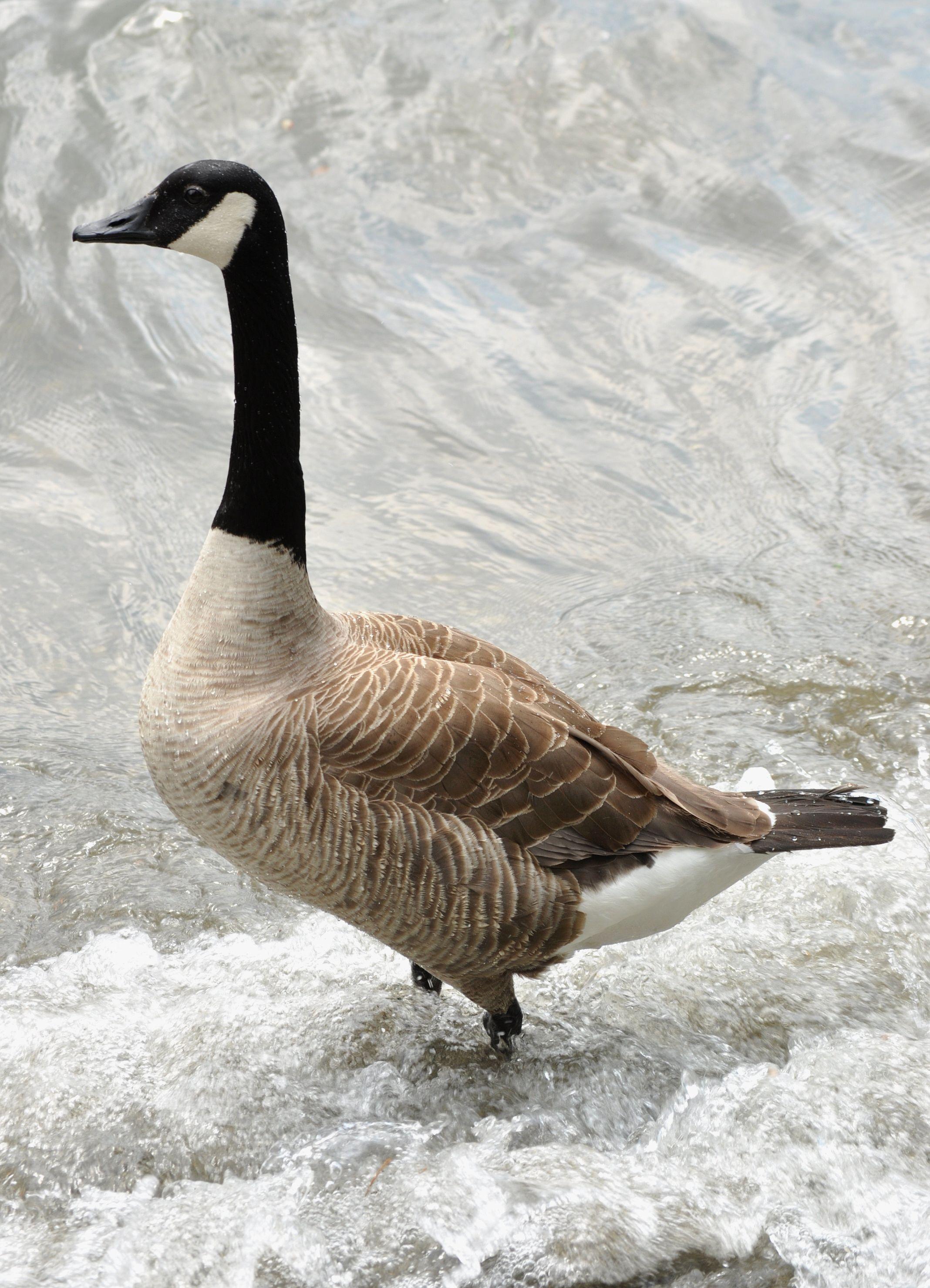 2136x2958 Canada Goose Wallpaper