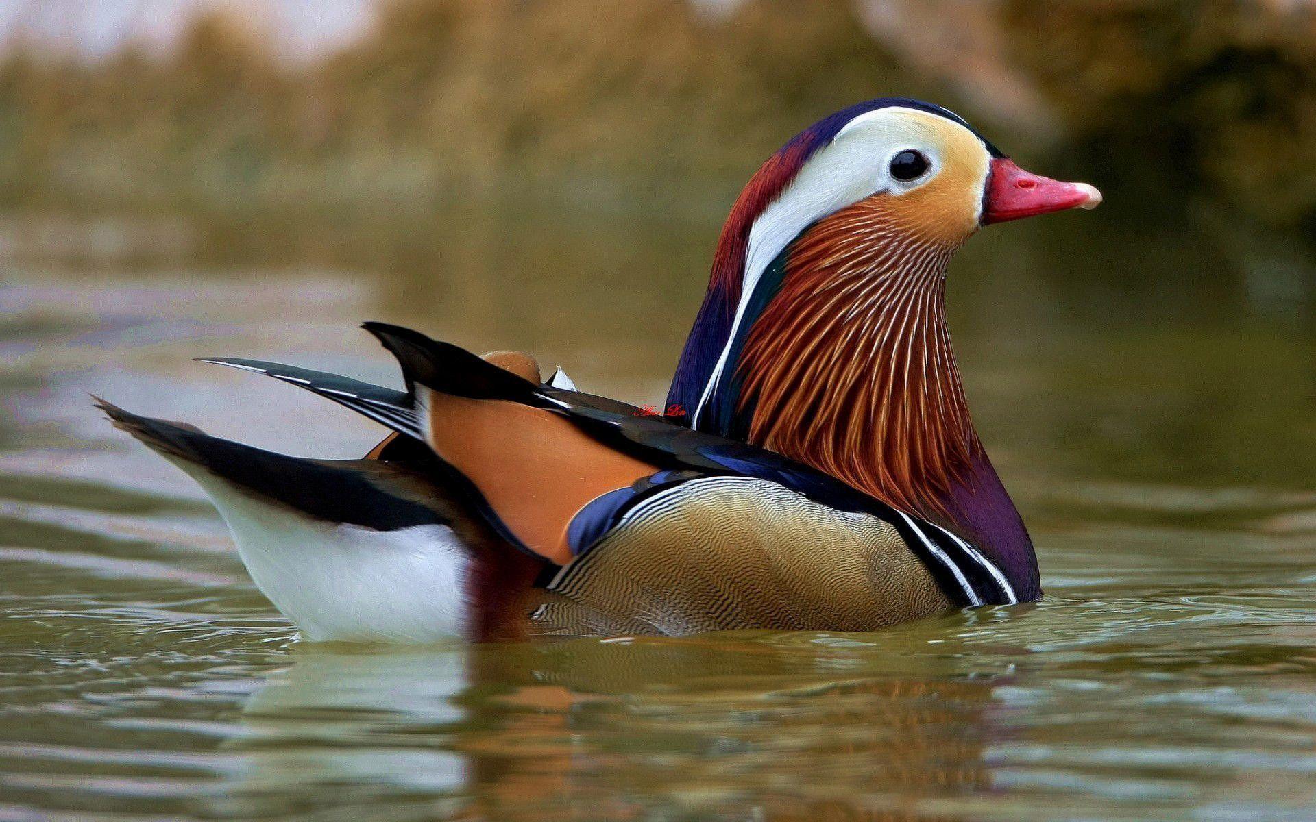 1920x1200 Wiki Download Free Drake Waterfowl Photo Pic Data