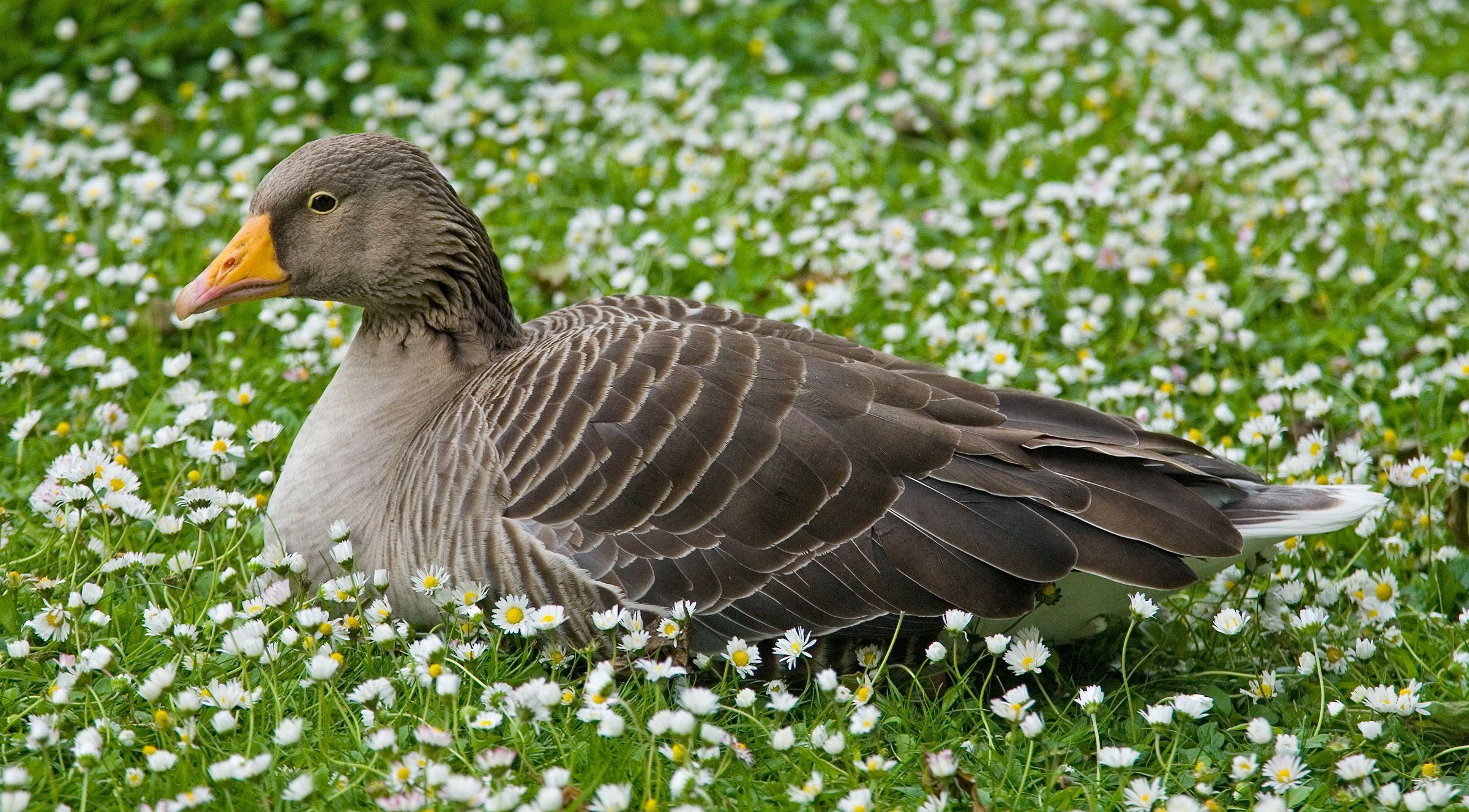 2400x1327 Goose Wallpaper FREE Picture