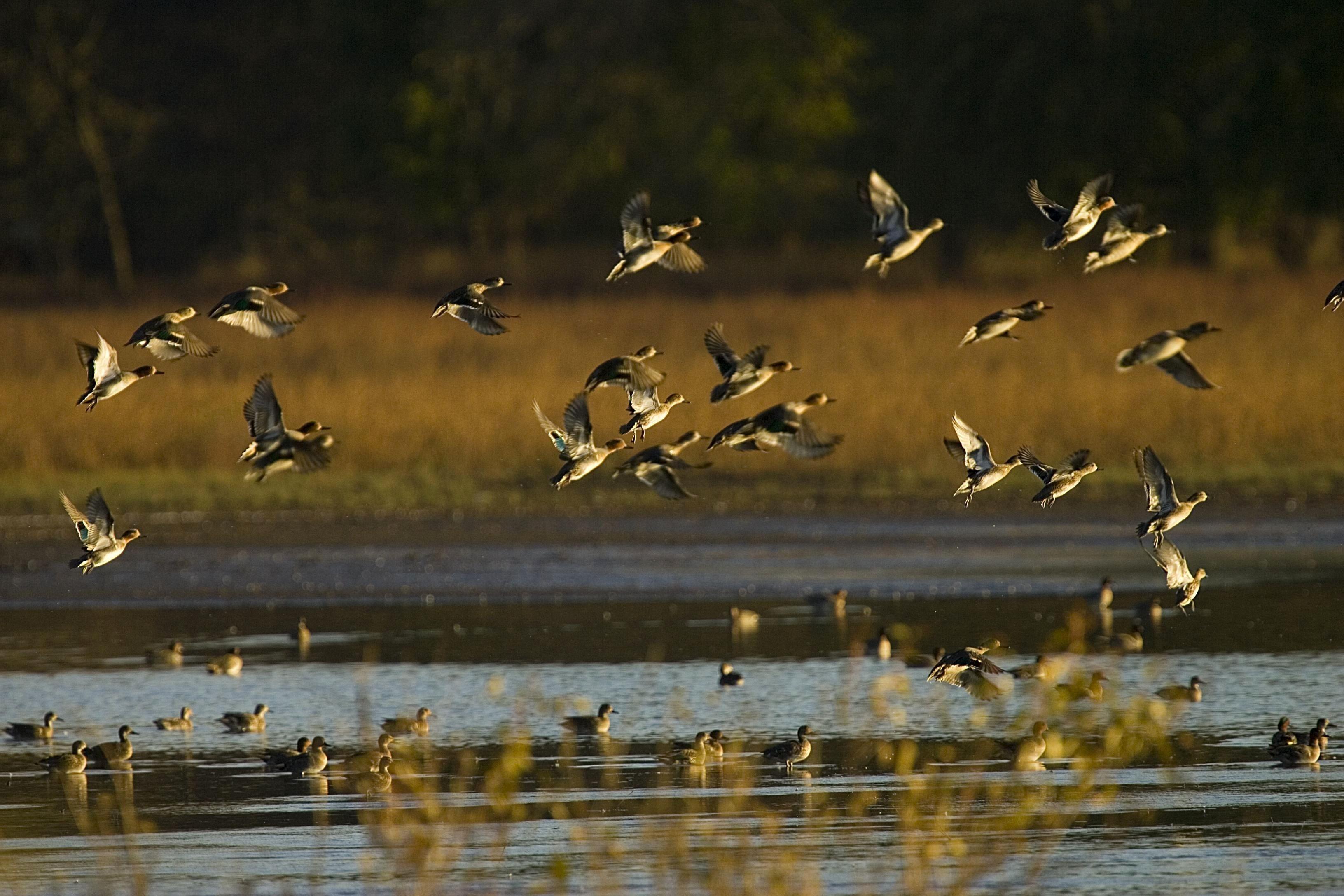 3263x2175 Drake Waterfowl Wallpaper