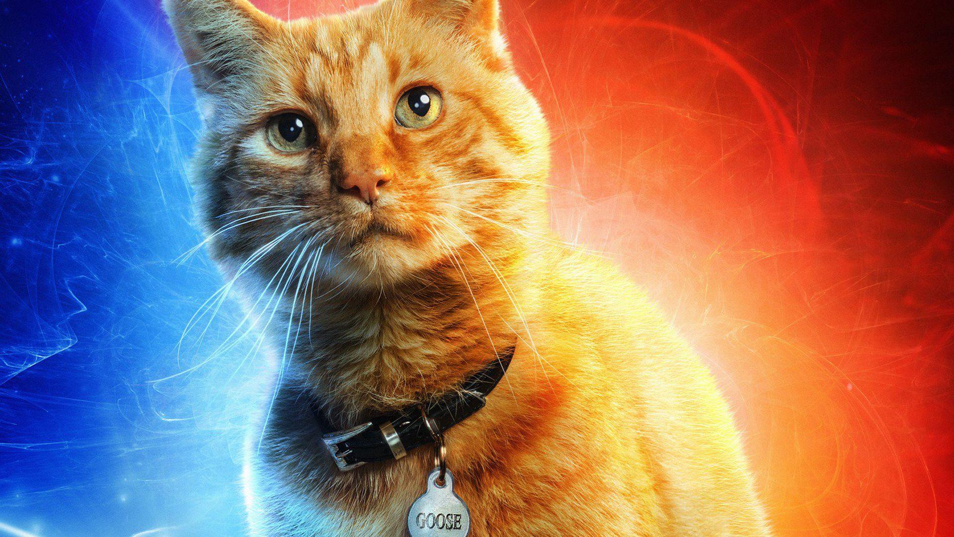 1920x1081 Goose The Cat In Captain Marvel, HD Movies, 4k Wallpaper, Image, Background, Photo and Picture