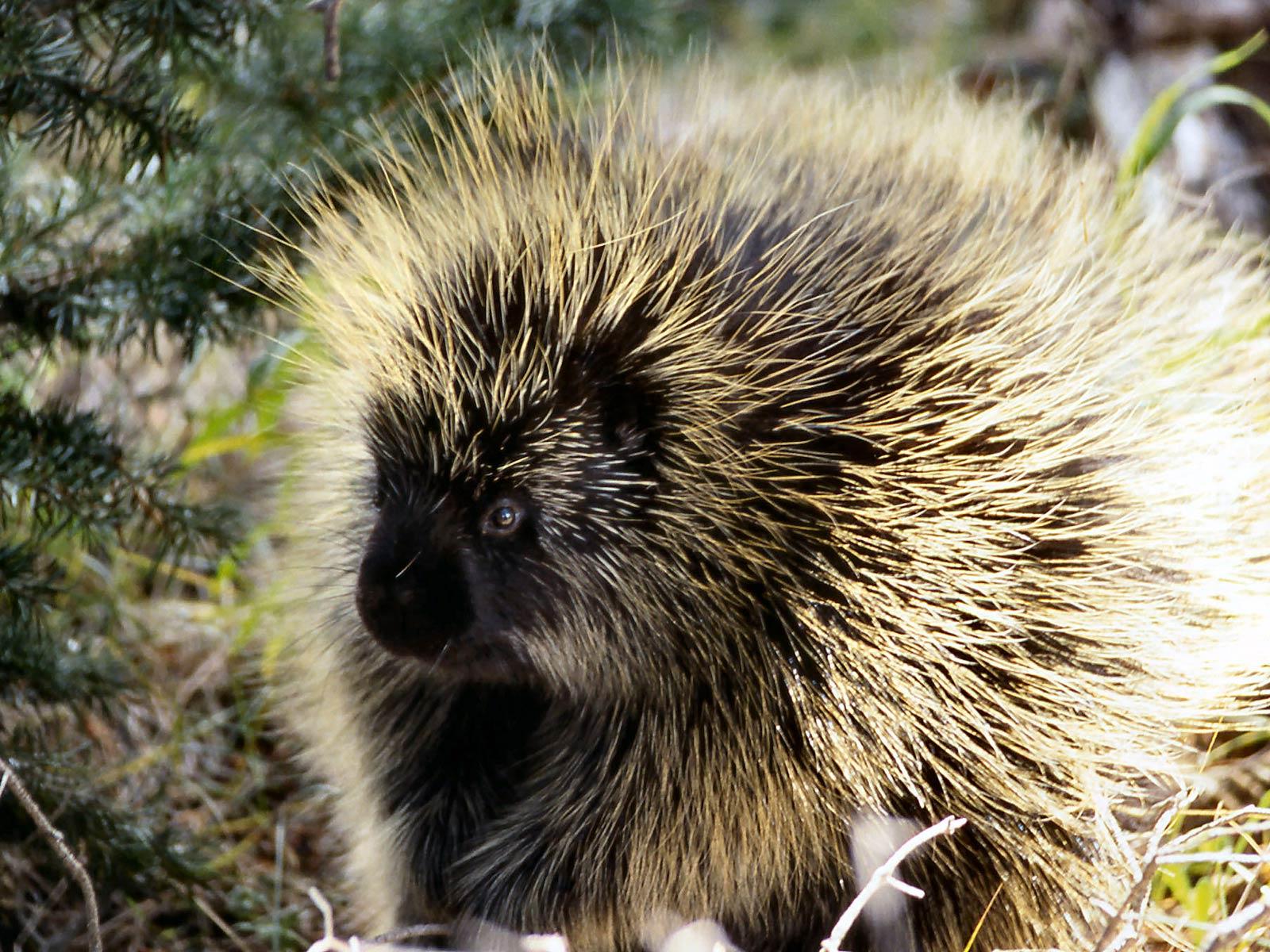 1600x1200 Porcupine Wallpaper Animal Spot