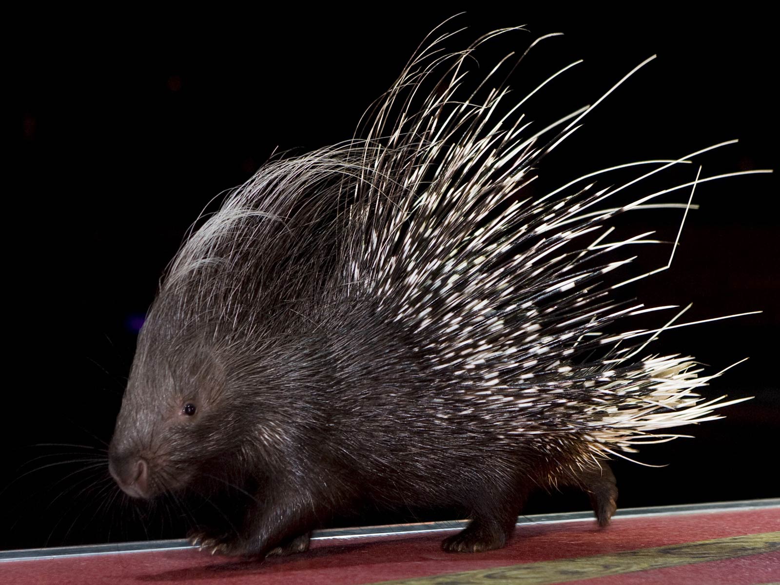 1600x1200 Porcupine Wallpaper Animal Spot