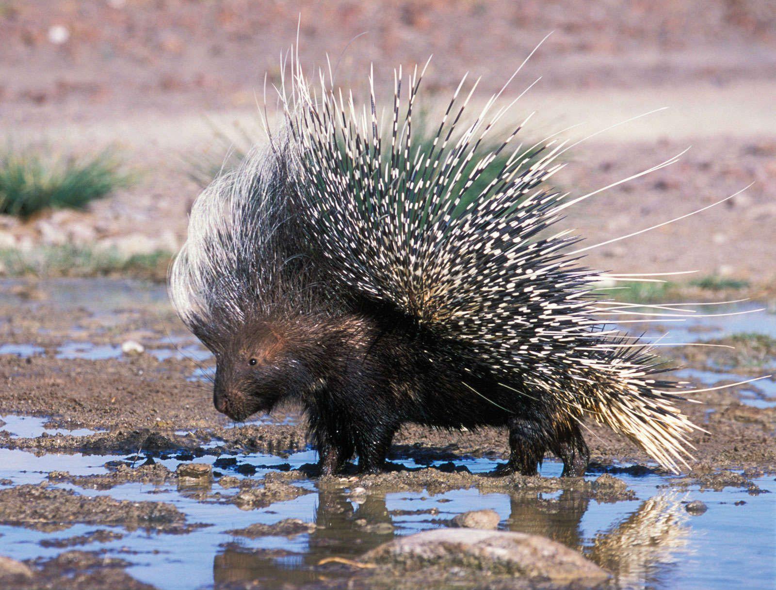 1600x1217 Porcupine HD Wallpaper