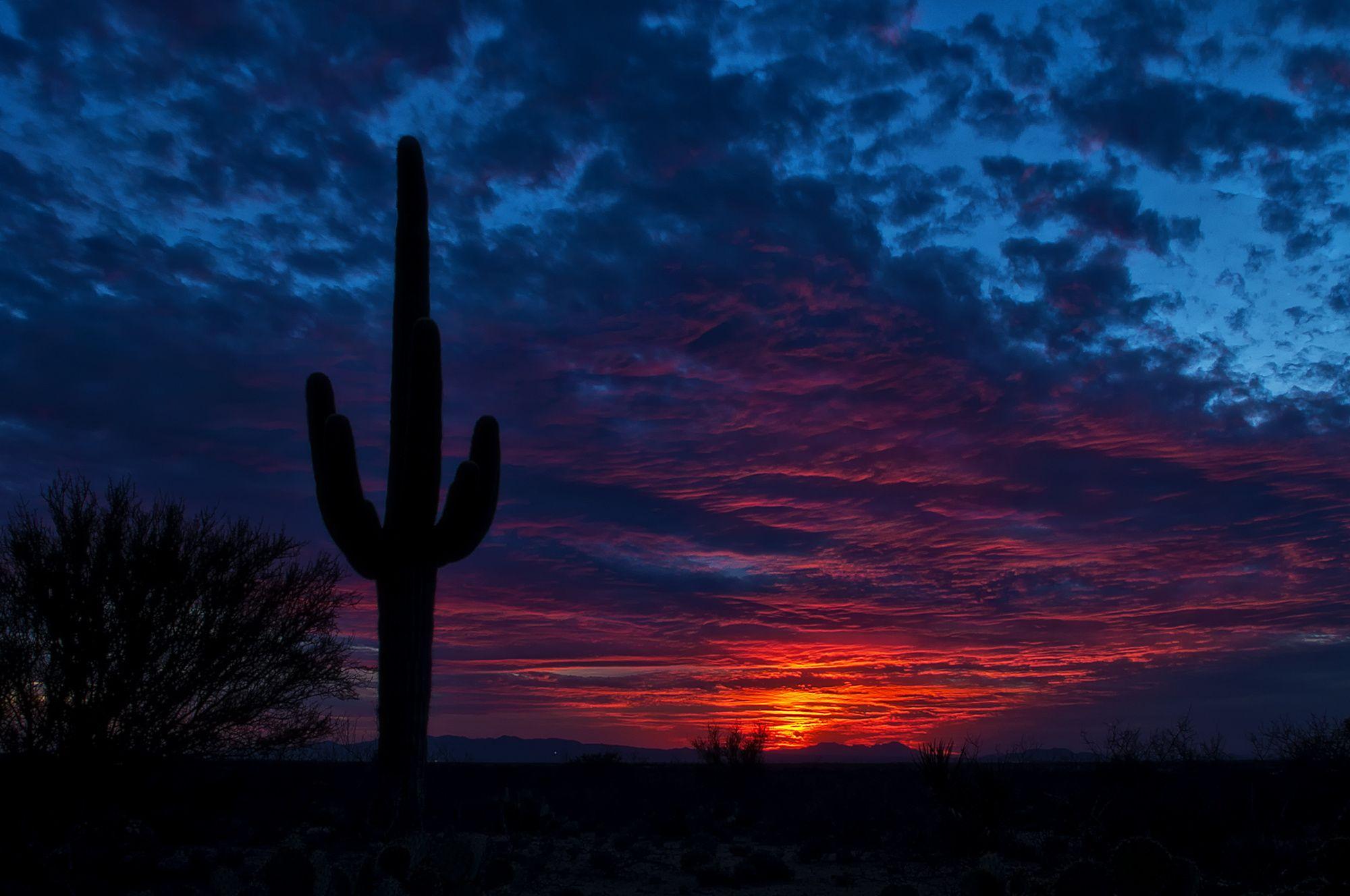 2000x1328 tucson, arizona, cactus Wallpaper, HD Nature 4K Wallpaper, Image, Photo and Background