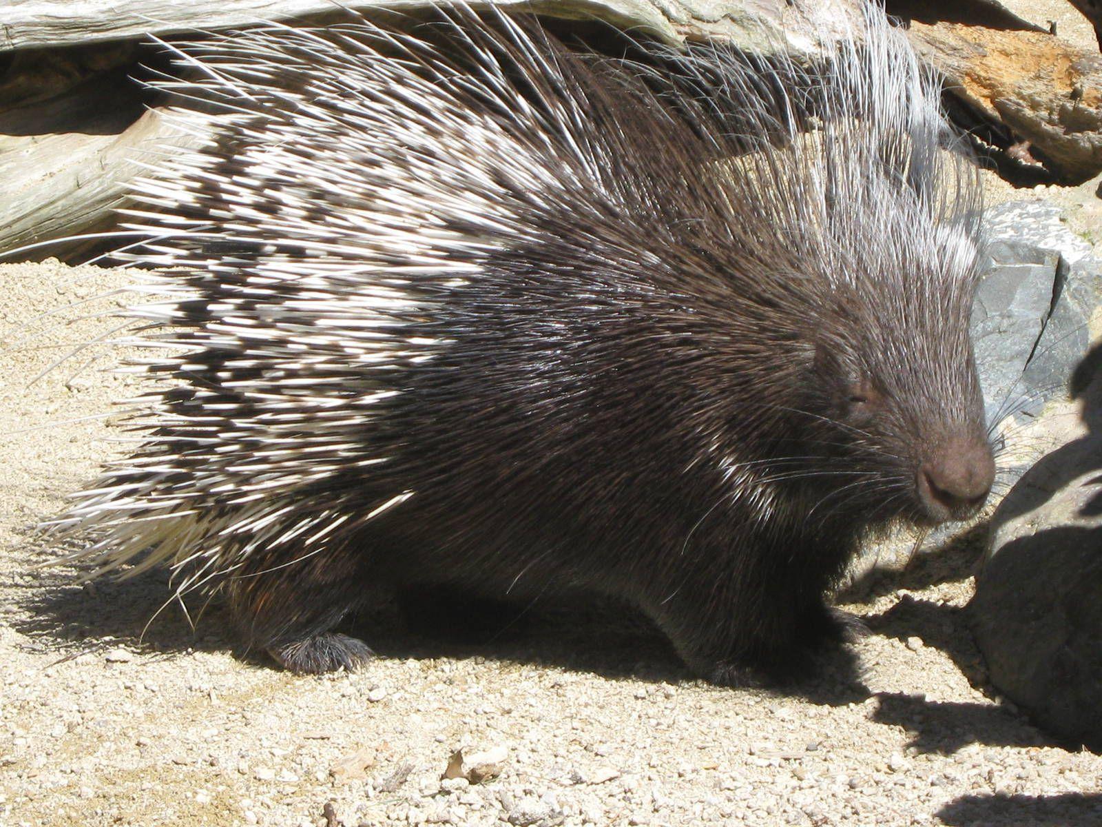 1600x1200 Porcupine Picture Porcupine Desktop Wallpaper Free Wallpaper