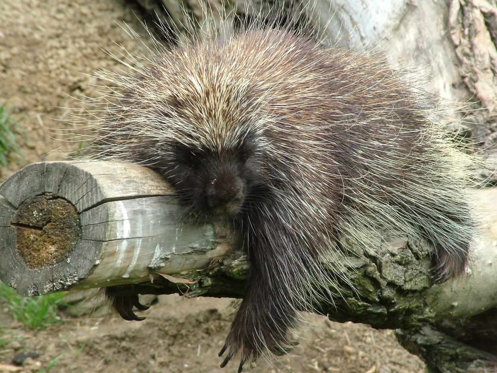 Porcupine Desktop Wallpapers - Top Free Porcupine Desktop Backgrounds