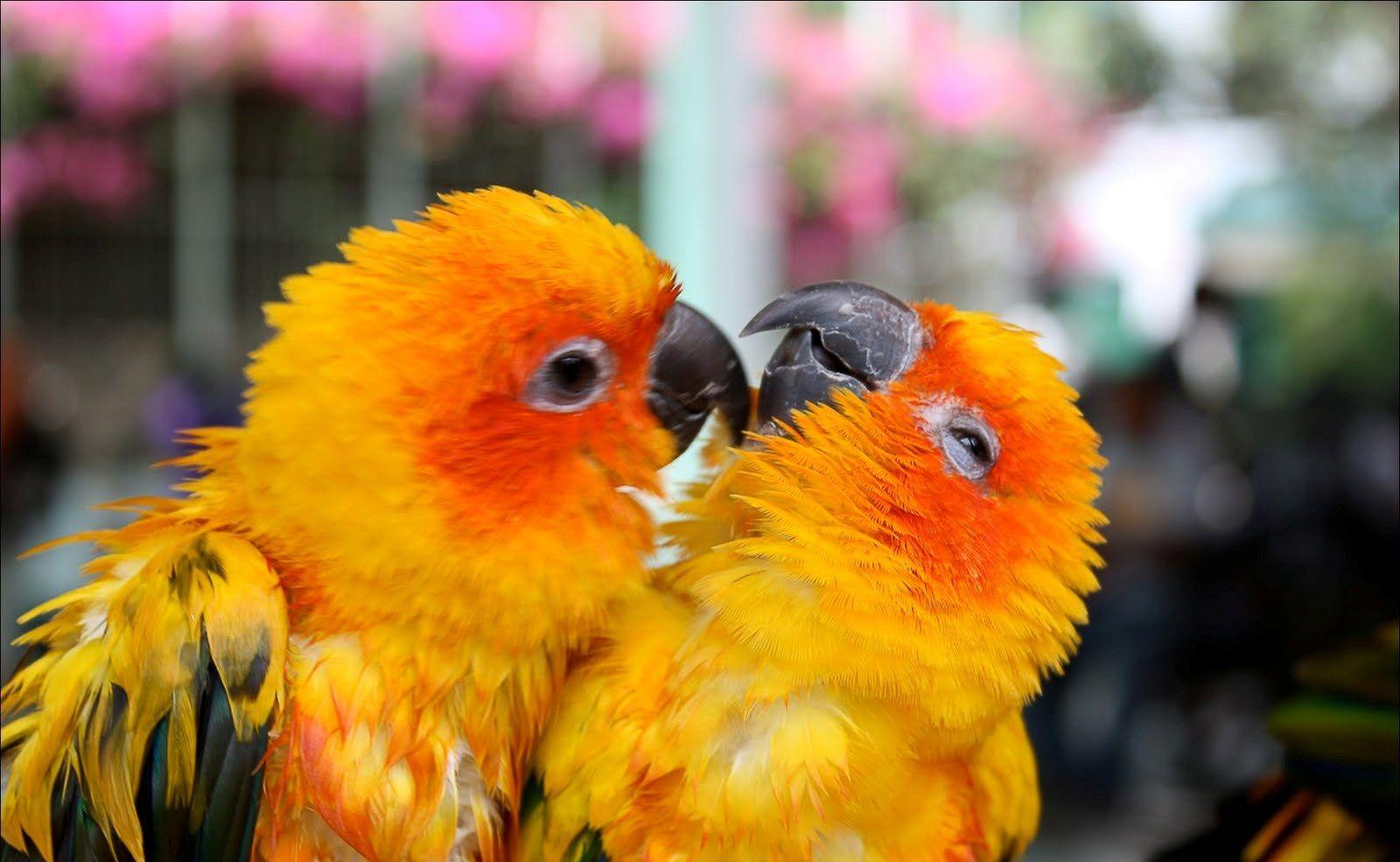 1600x985 Cute Bird HD Wallpaper