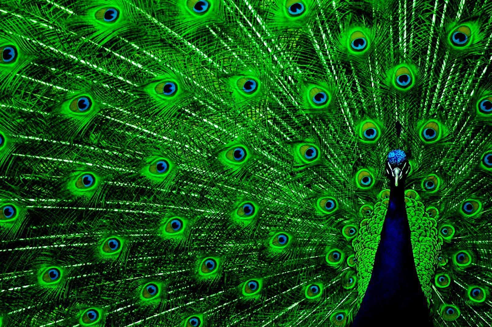 1600x1064 HD Peacock Desktop Wallpaper