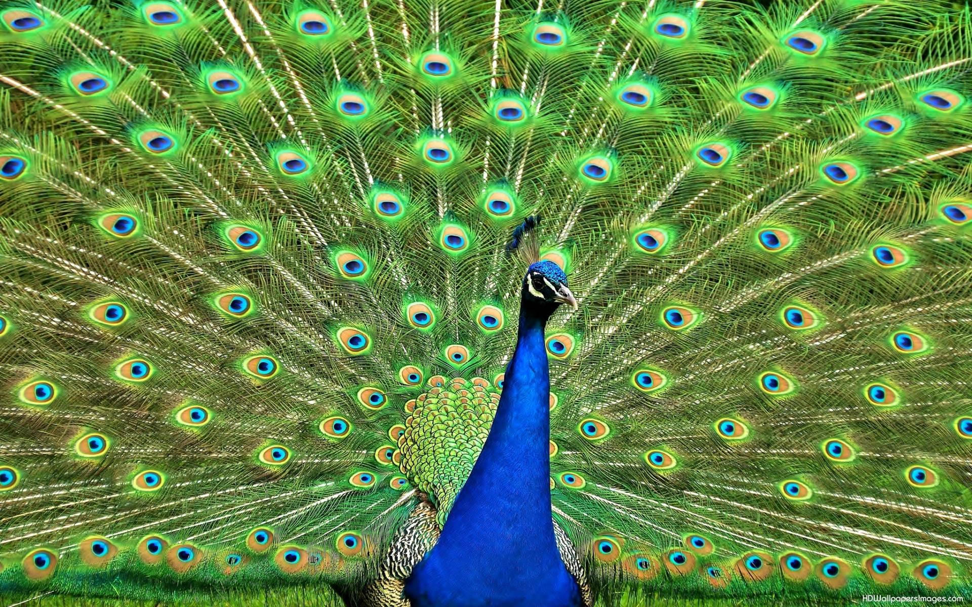 1920x1200 Wallpaper Of Peacock Feathers HD - Tải xuống Hình nền & Nền HD
