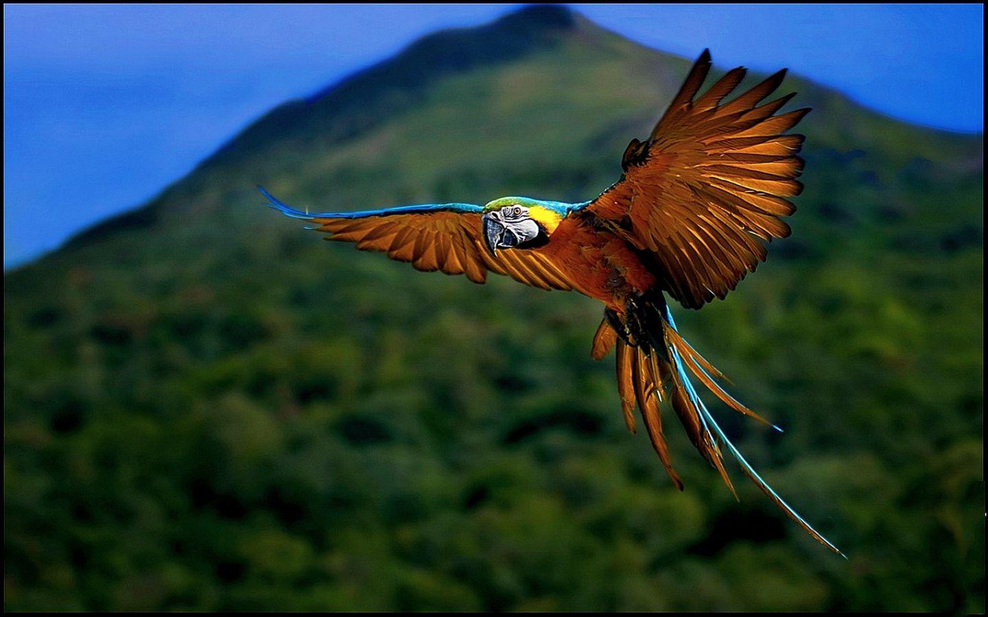 1440x900 Flying Wallpaper. Flying Dinosaur Wallpaper, Superman Flying Wallpaper and Flying Reindeer Wallpaper