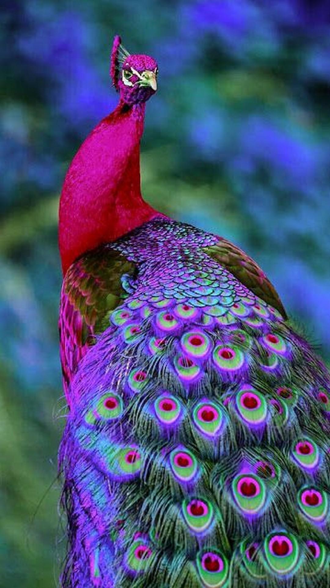 Hình nền HD 1080x1920 Peacock