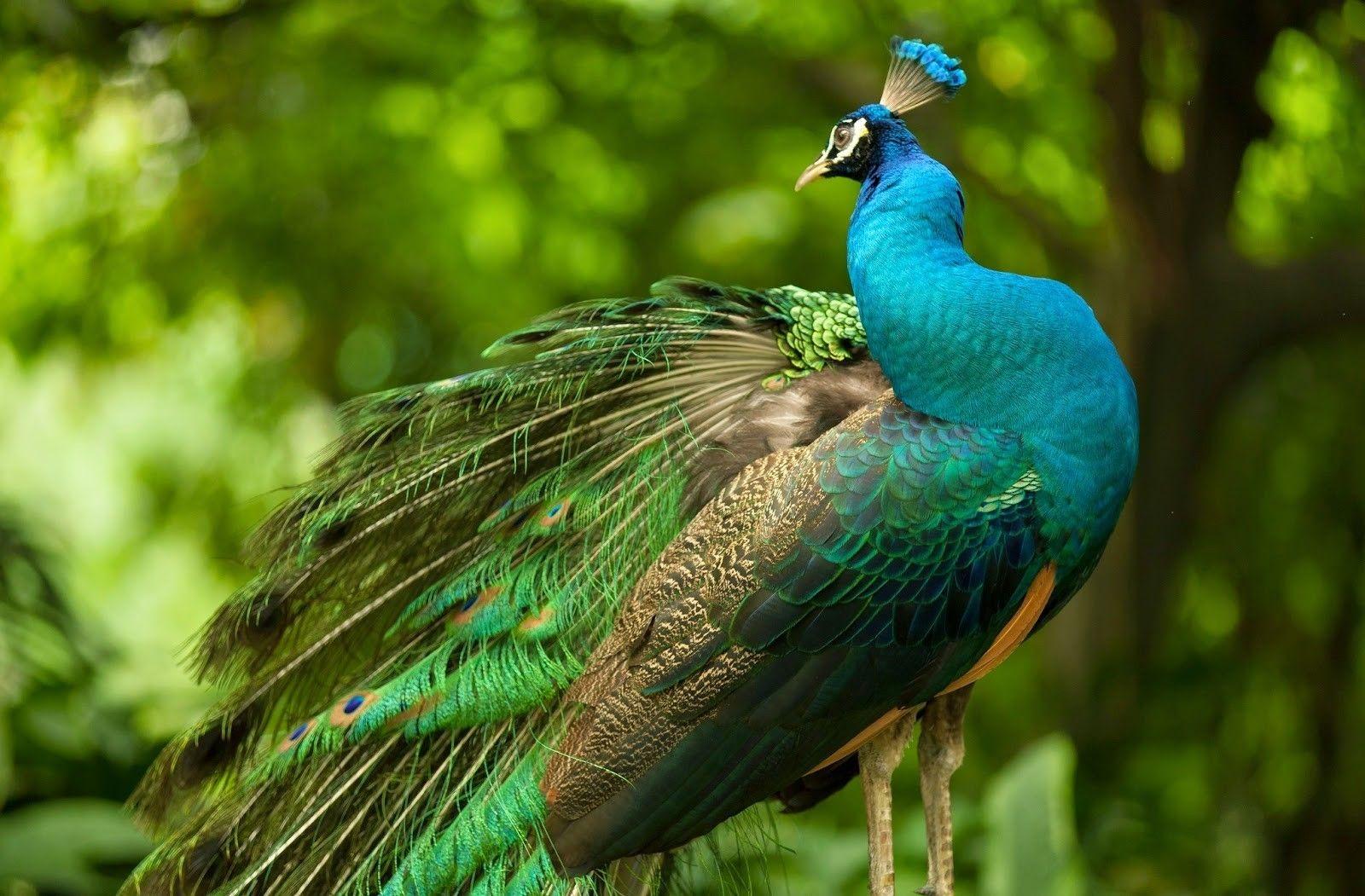 Peacock HD Wallpapers - Top Free Peacock HD Backgrounds - WallpaperAccess