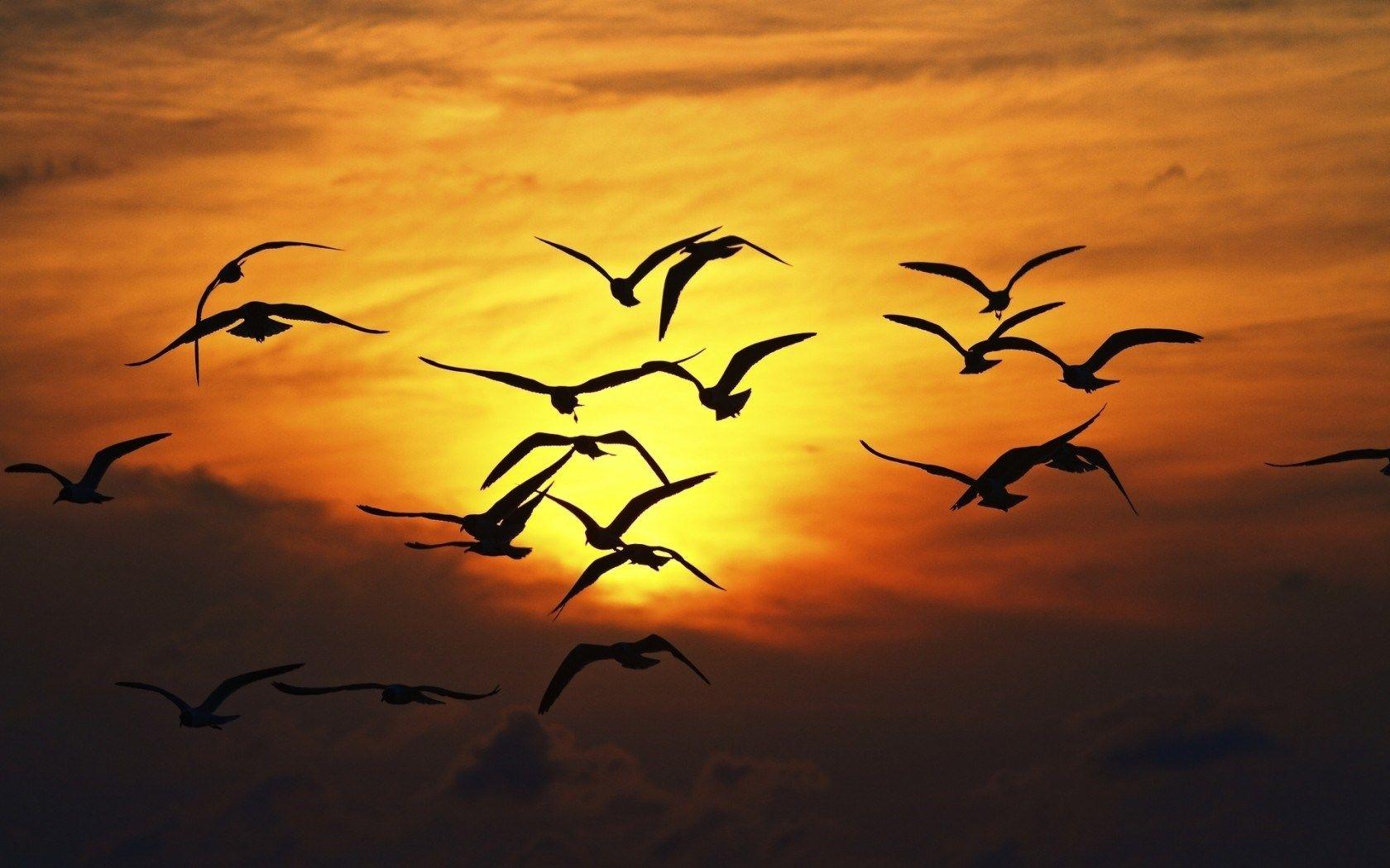 Bird Flying HD Wallpapers - Top Free Bird Flying HD Backgrounds ...