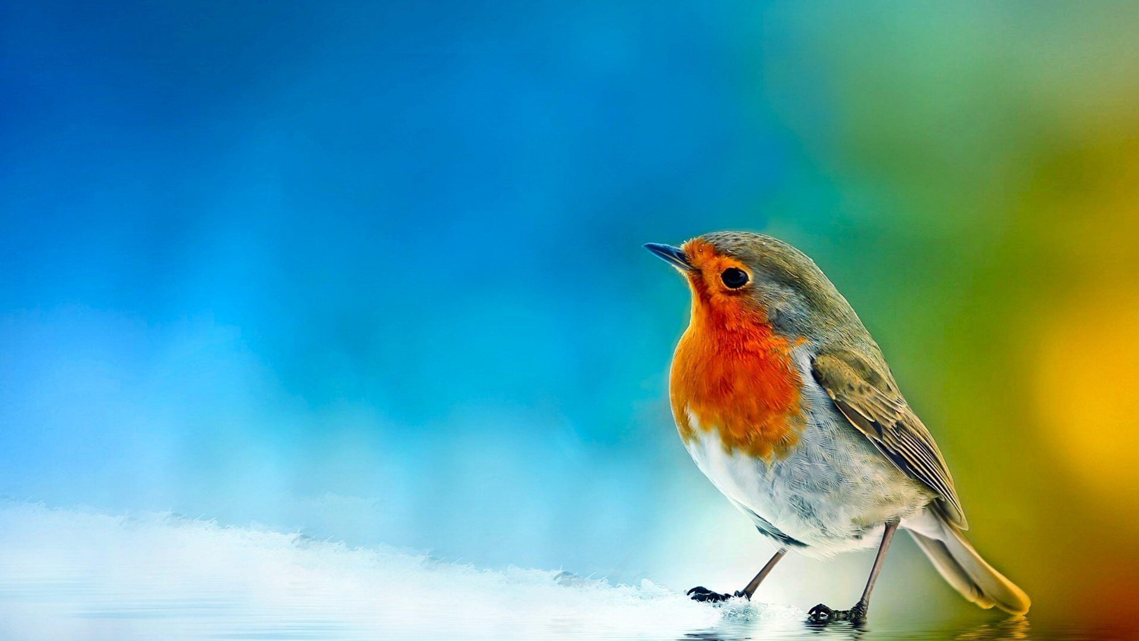 3840x2160 New Birds Picture HD Wallpaper. Birds wallpaper hd, Bird wallpaper, Bird picture