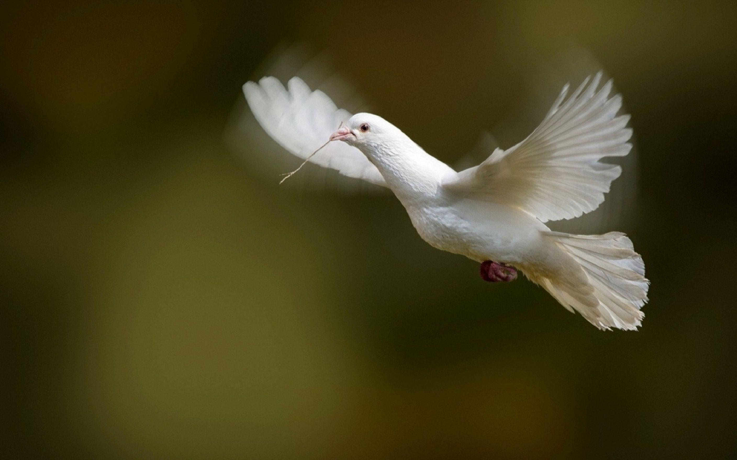 2816x1760 White Dove Bird Flying Photo Wallpaper: Desktop HD Wallpaper Free Image, Picture, Photo on