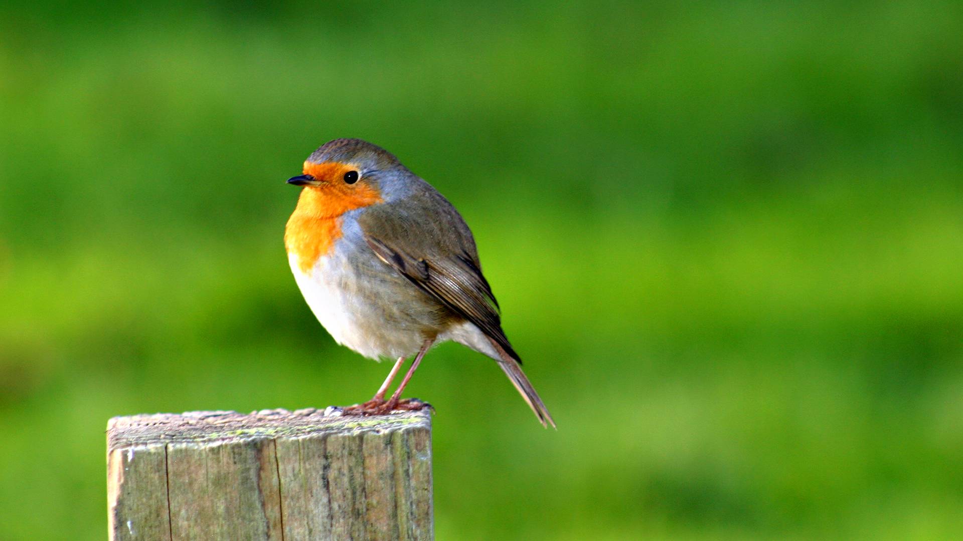 1920x1080 Bird Wallpaper For Desktop