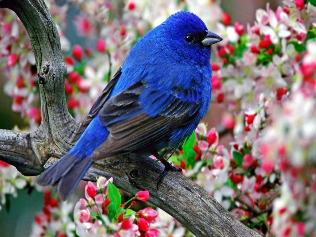 1024x768 Cute Bird Background