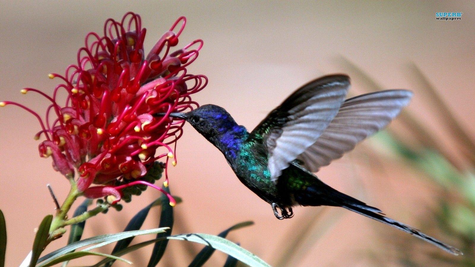 1600x900 Hummingbird Birds Image HD