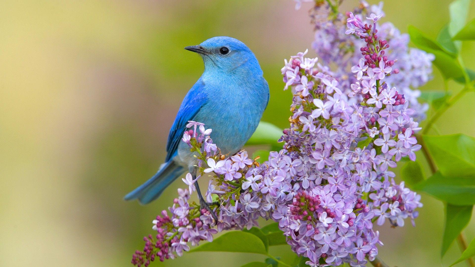 1920x1080 Birds Wallpaper Cute Birds Drink Water Wallpaper Birds Wallpaper HD HD Wallpaper