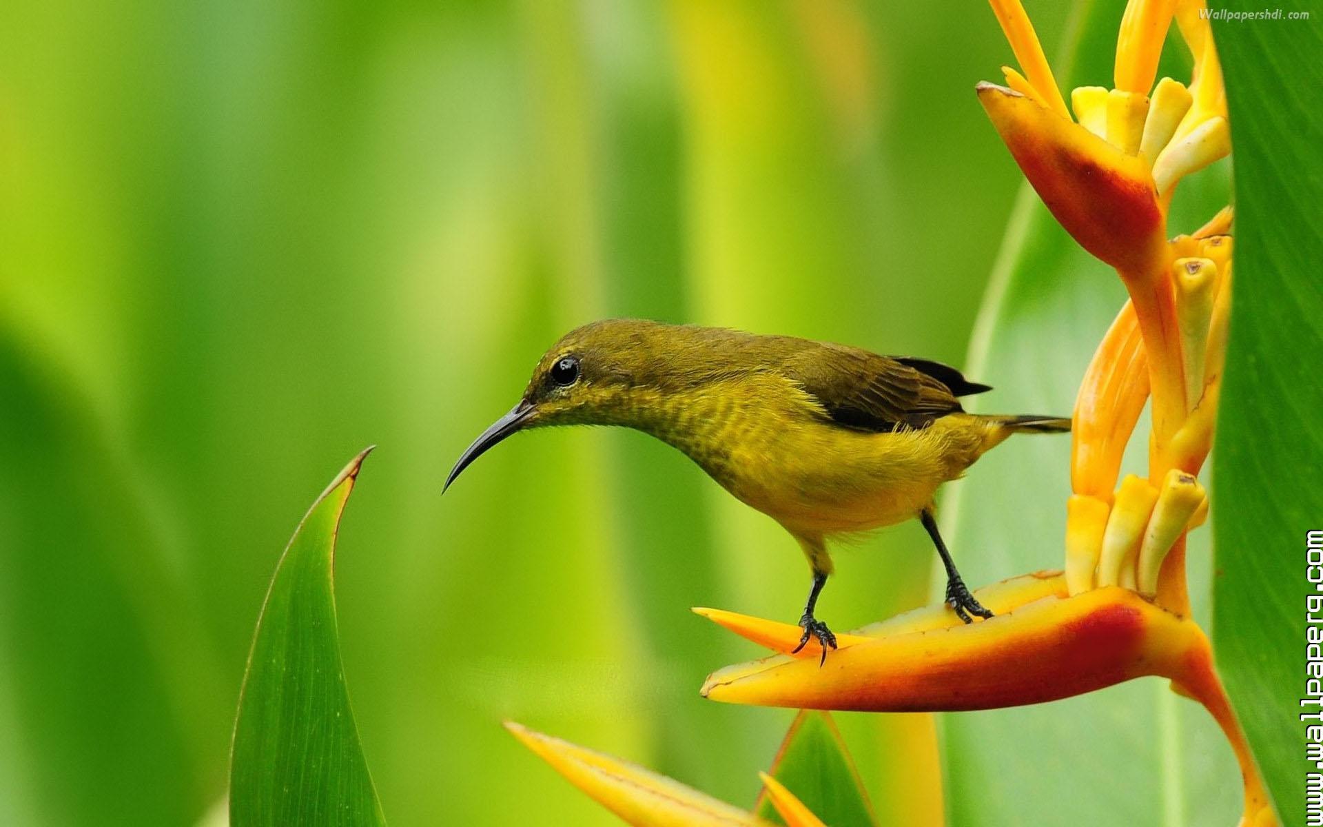 1920x1200 Download Cute Bird Wallpaper HD 3592 Wallpaper Mobile Version