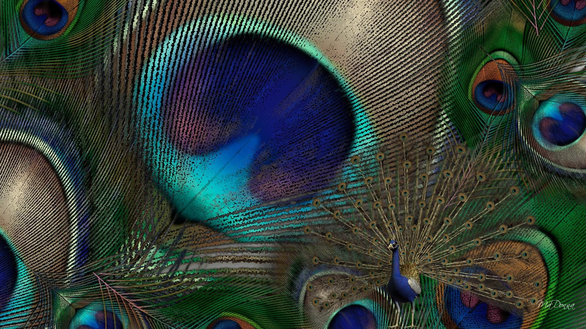 Hình nền HD 1920x1080 Peacock HD Hình ảnh tươi toàn màn hình - Hình nền máy tính Peacock Feather HD - 1920x1080 - Tải xuống Hình nền HD